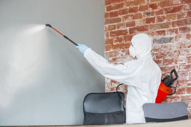 Reliable Davis, CA Mold Removal Solutions