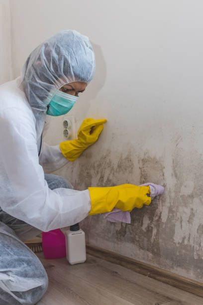 Best Comprehensive Air Testing for Mold Contaminants  in Davis, CA