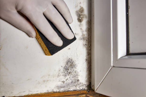 Best Mold Remediation for Rental Properties  in Davis, CA
